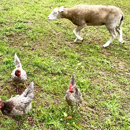 Clareira Camping Quiaios