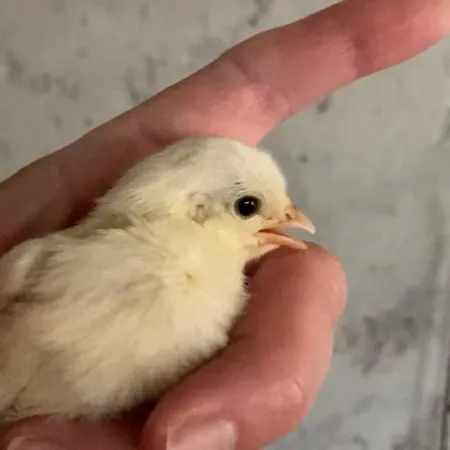 Clareira Parque de Campismo *