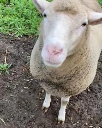 Clareira Parque de Campismo *