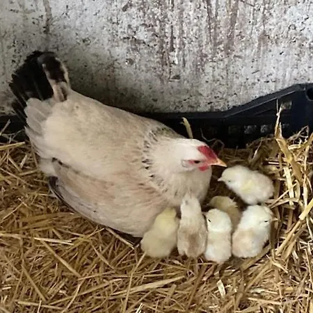Parque de Campismo Clareira *