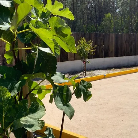 Clareira Parque de Campismo