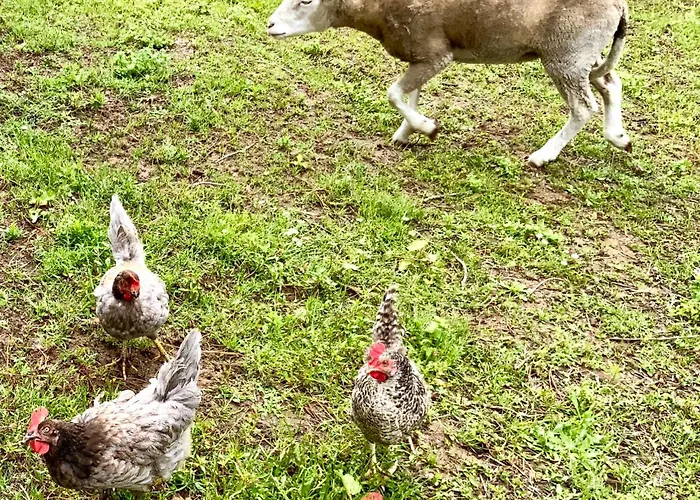 Clareira Campsite Quiaios